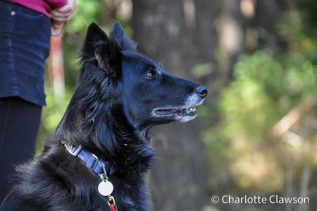 Our Dogs | Discover the dogs of Kennel Obsidian — Kennel Obsidian